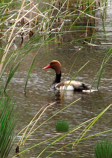 Tufted Poachard